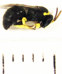 Hylaeus euxanthus