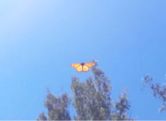 Danaus plexippus