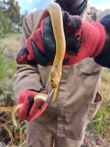 Aurora House Snake