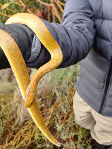Aurora House Snake