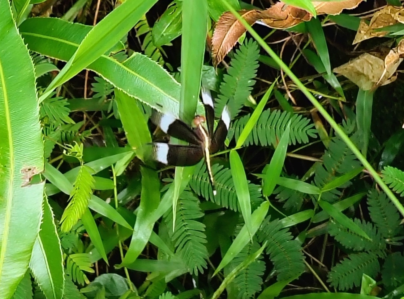 Pied Paddy Skimmer