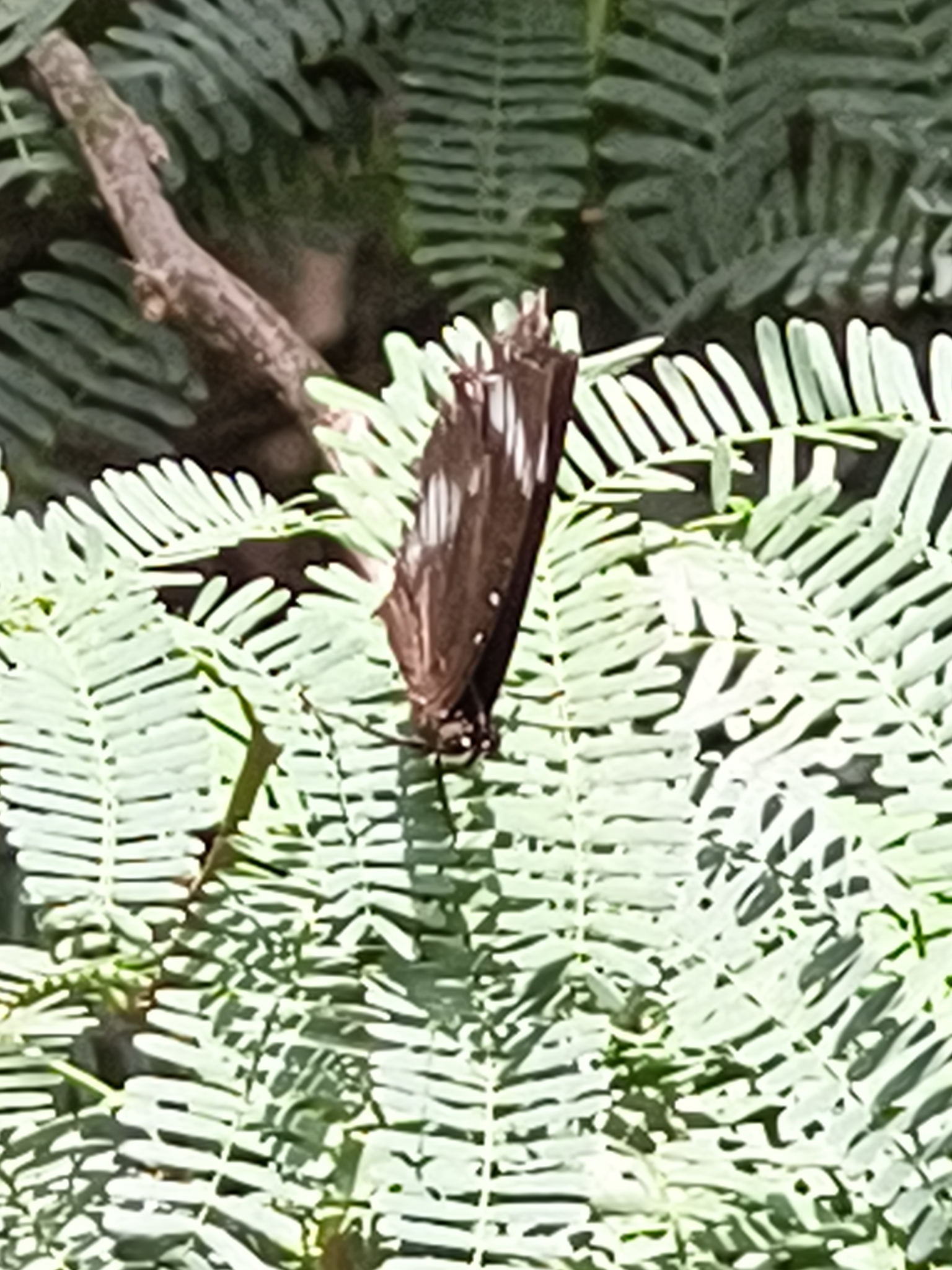 Great Eggfly