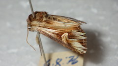 Actinotia polyodon