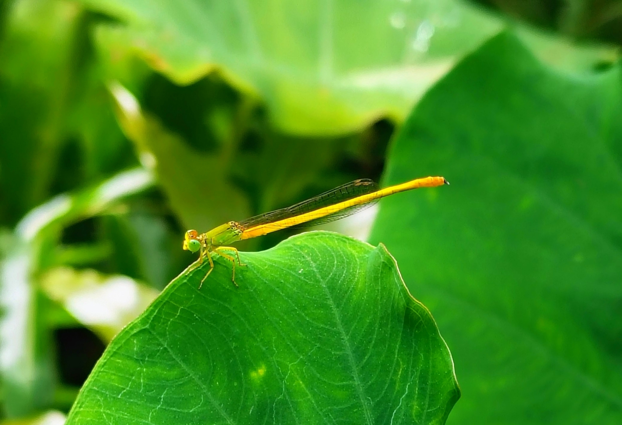Coromandel Marsh Dart