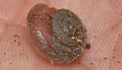 Ramogenia challengeri