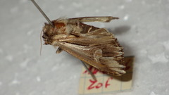Actinotia polyodon