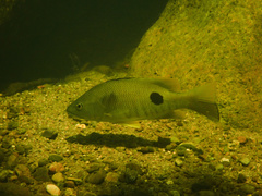 Freshwater Snapper photo 1