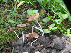 Bolbitius coprophilus