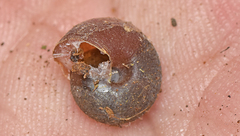 Ramogenia challengeri