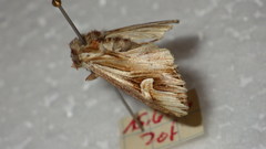 Actinotia polyodon