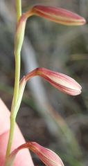 Hesperantha radiata
