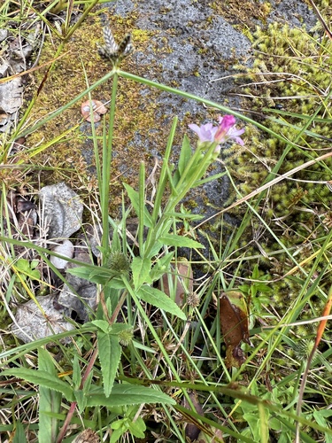 Epilobium billardierianum observed 2025-07-05