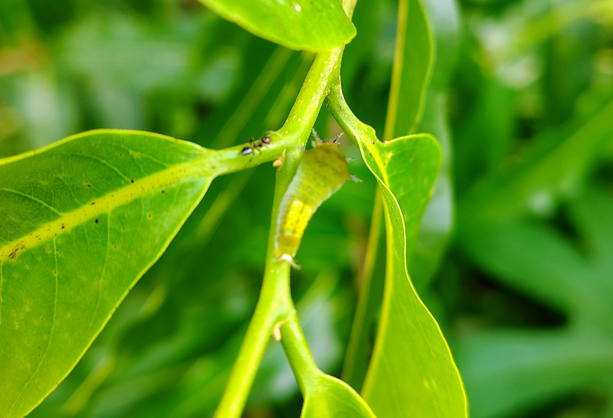 Tailed Jay