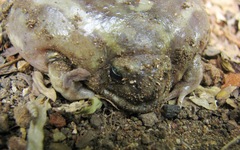 Uperodon systoma