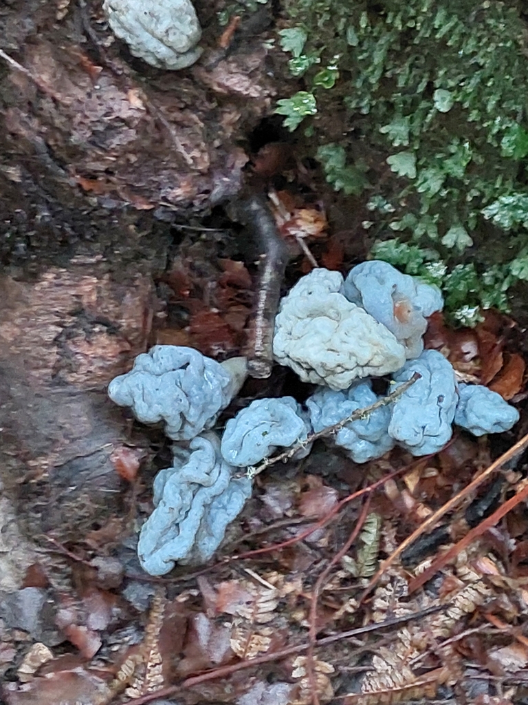 Clavogaster virescens · July 2025 · photo: © forrest00 (iNaturalist, cc0)