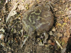 Uperodon systoma