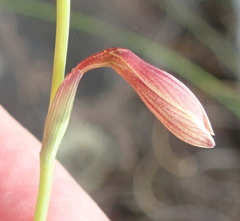 Hesperantha radiata