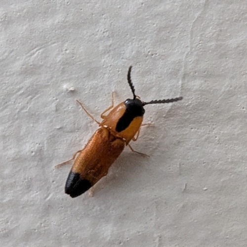 Melanoxanthus observed 2025-07-09