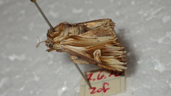 Actinotia polyodon