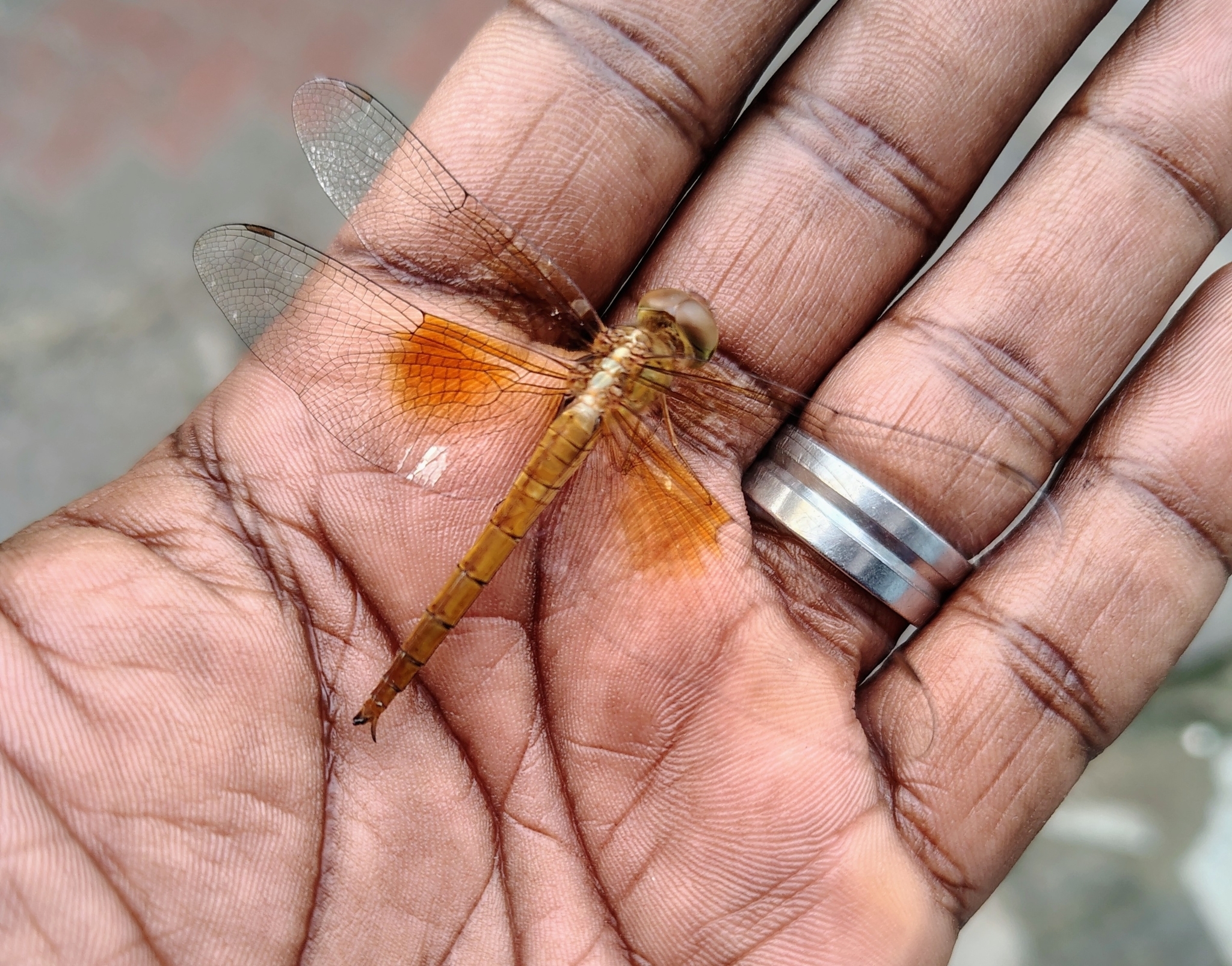 Coral-Tailed Cloudwing