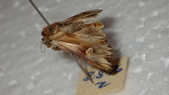 Actinotia polyodon