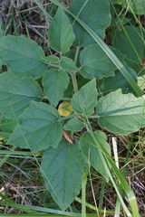 Physalis heterophylla
