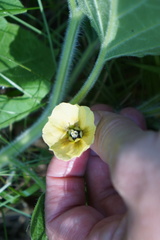 Physalis heterophylla