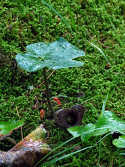 Hexastylis shuttleworthii