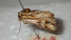 Actinotia polyodon