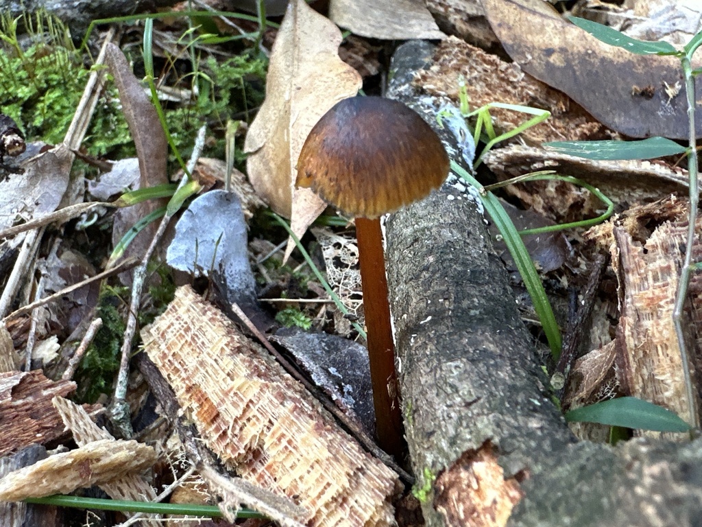 Hygrocybe astatogala · July 2025 · photo: © prossington (iNaturalist, cc-by)