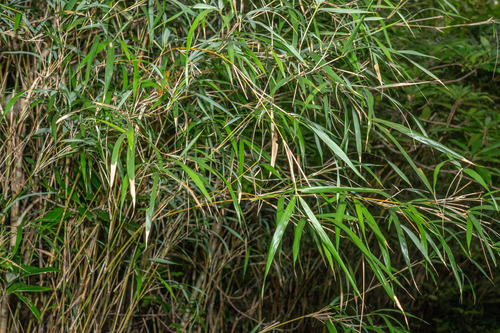 Pleioblastus linearis iNat (2)