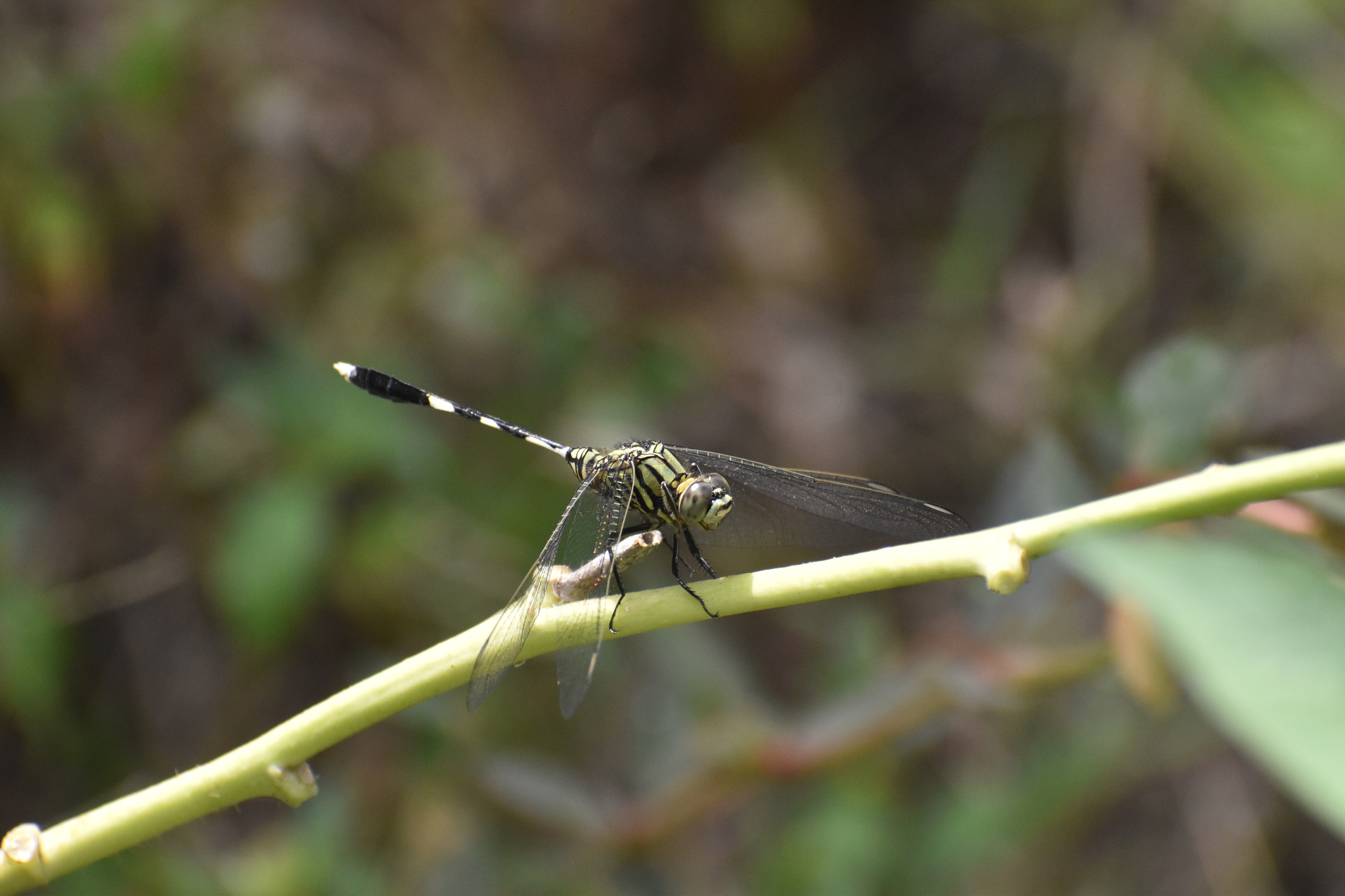Slender Skimmer