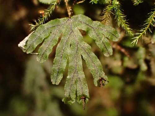 Hymenophyllum digitatum observed 2024-03-10