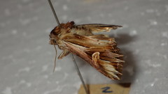 Actinotia polyodon