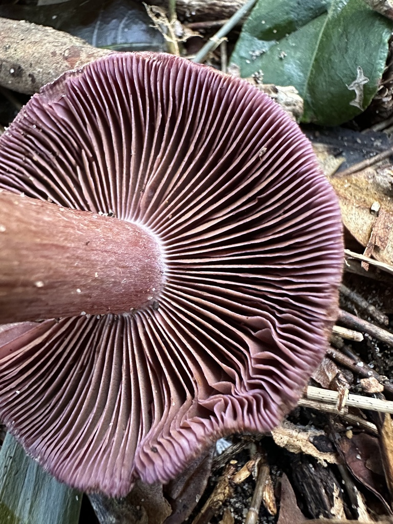 Cortinarius ingratiolens · July 2025 · photo: © prossington (iNaturalist, cc-by)