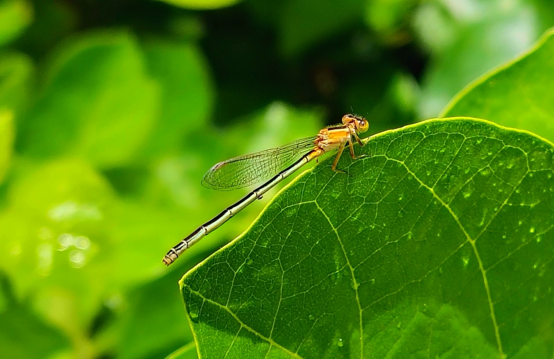 Tropical Bluetail