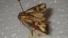 Actinotia polyodon