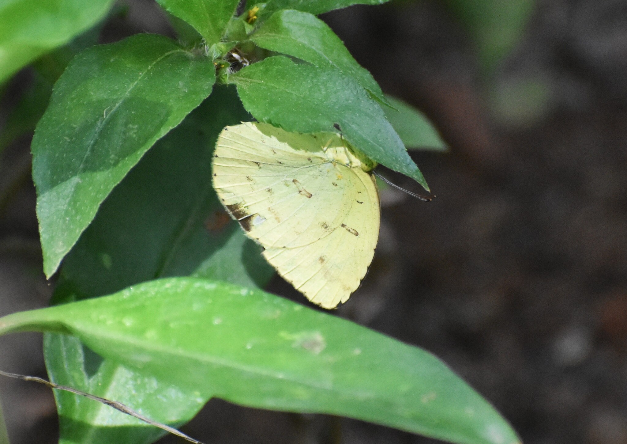 Common Grass Yellow