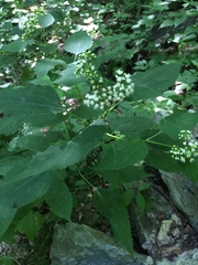 Ageratina altissima altissima