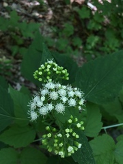 Ageratina altissima altissima