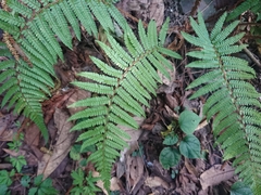 Polystichum parvipinnulum