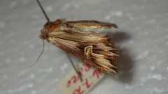 Actinotia polyodon
