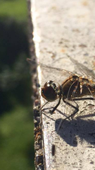 Sympetrum sanguineum