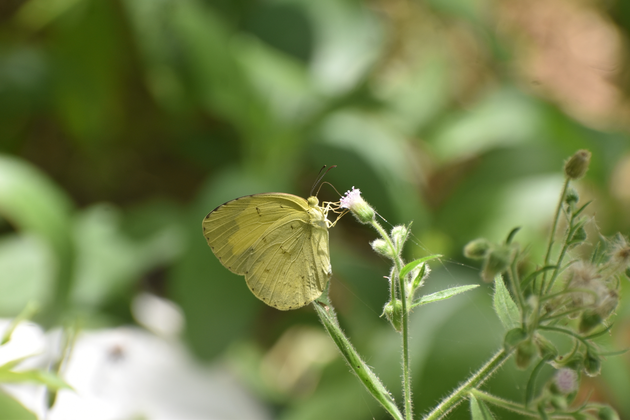 Common Grass Yellow