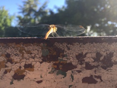 Sympetrum sanguineum