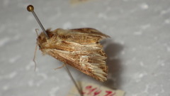 Actinotia polyodon