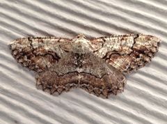 Cymatophora approximaria