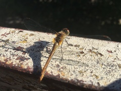 Sympetrum sanguineum