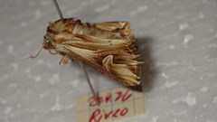 Actinotia polyodon