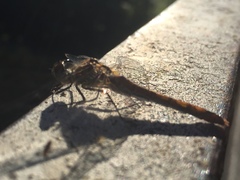 Sympetrum sanguineum